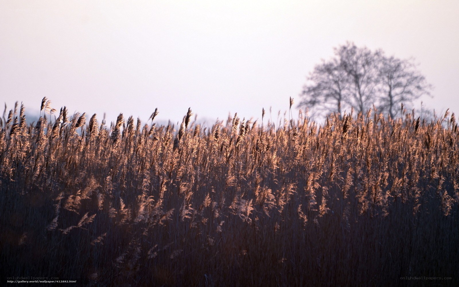 Reeds at sunrise