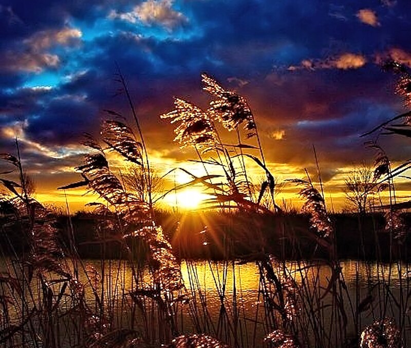 Reeds at Sunset — Blue