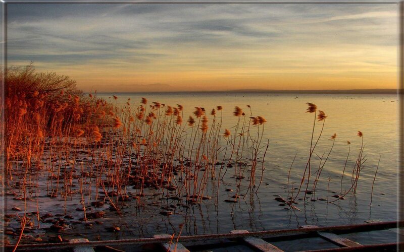 Reeds at sunset by the lake
