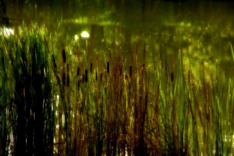 Reeds at sunset by the water
