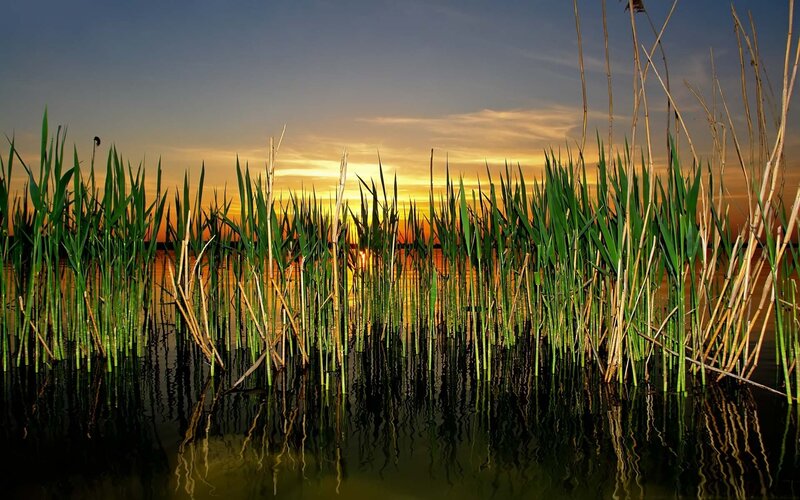 Reeds at sunset by the water