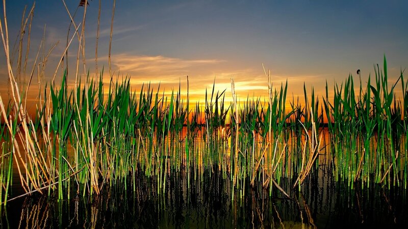 Reeds at sunset by the water