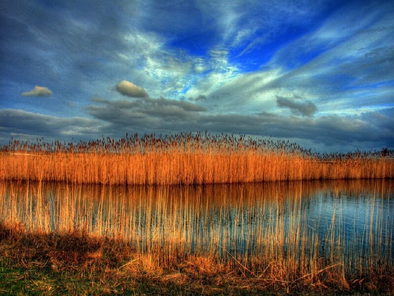Reeds at sunset by the water