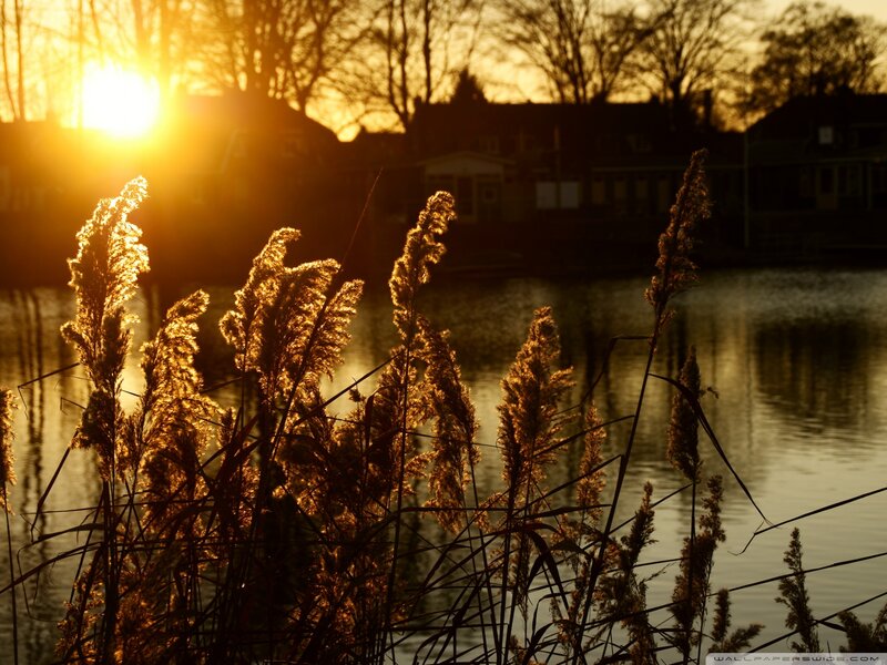 Reeds at Sunset — Gold, Serene, Photograph