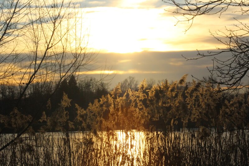 Reeds at Sunset — Gold, Serene, Photograph, Trees