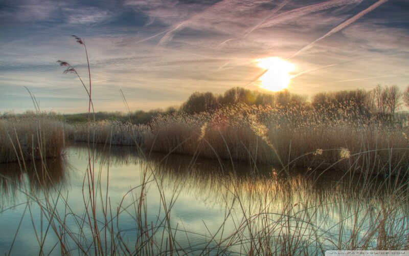 Reeds at Sunset — Gold