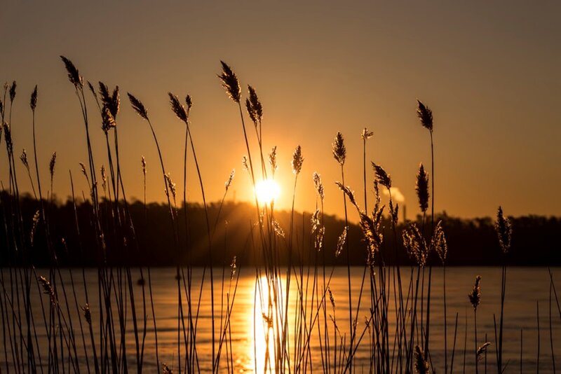 Reeds at Sunset — Orange, Serene, Photograph