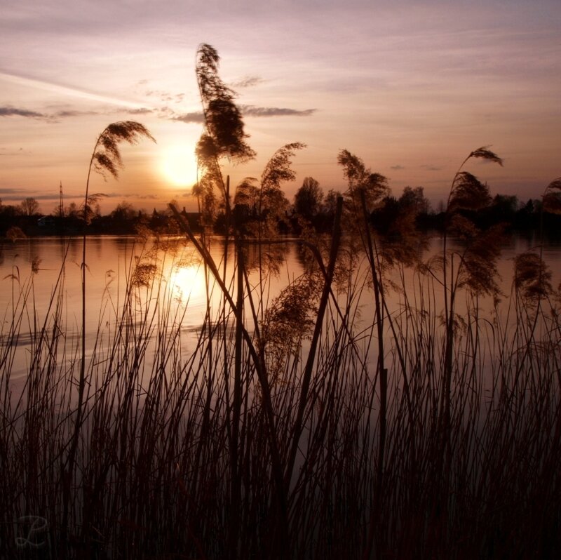 Reeds at Sunset — Orange, Serene