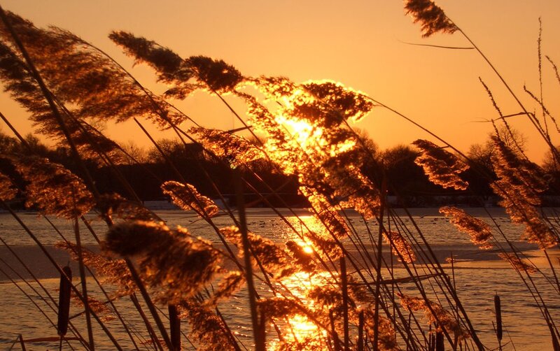 Reeds at Sunset — Orange