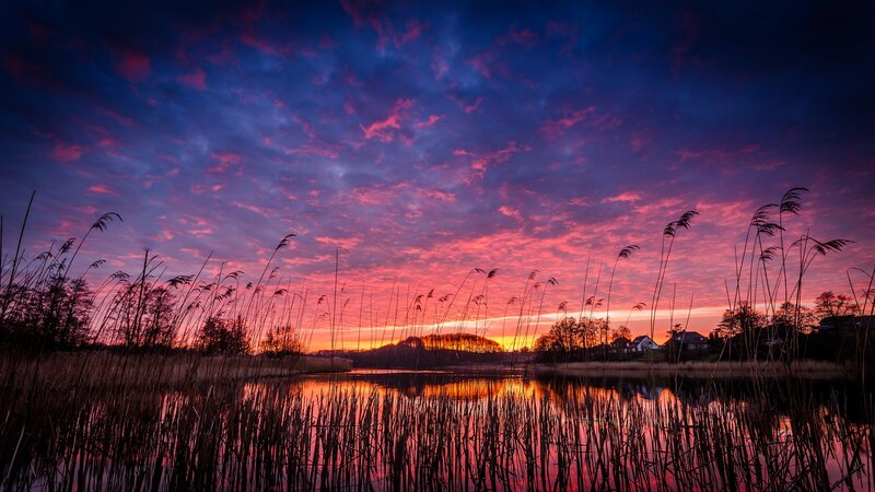 Reeds at Sunset — Purple, Dramatic