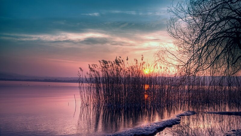 Reeds at Sunset — Purple, Serene