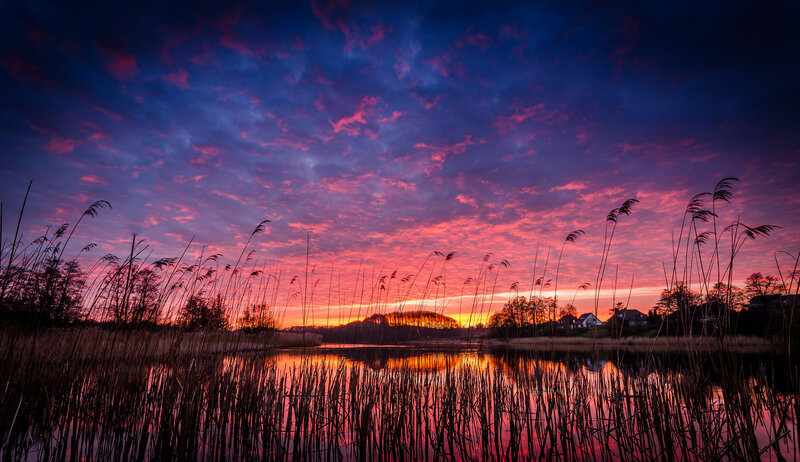 Reeds at Sunset — Purple