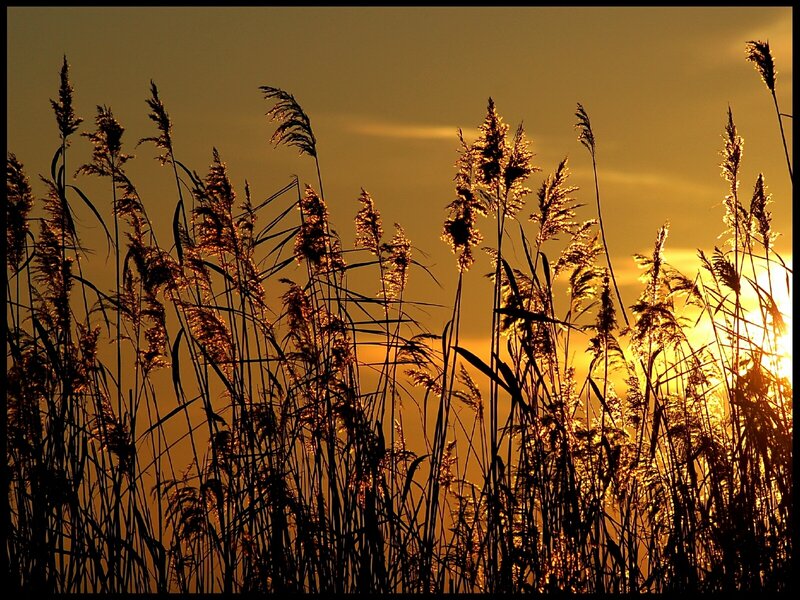 Reeds at sunset
