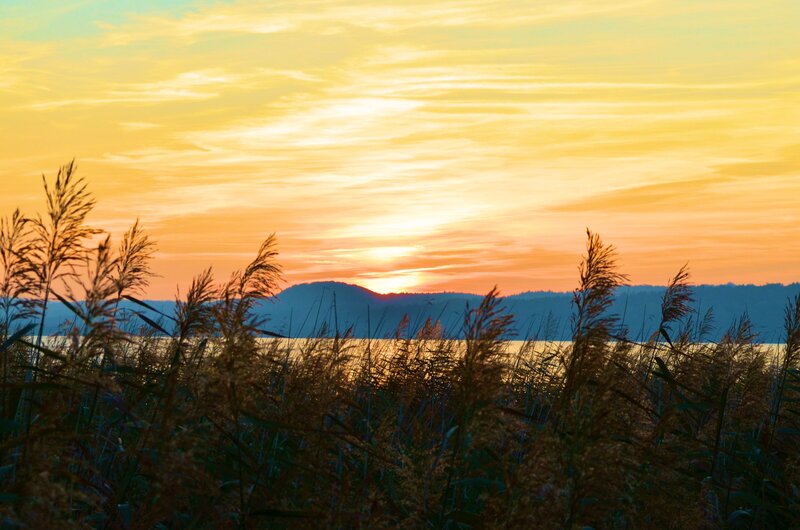 Reeds at Sunset — Yellow