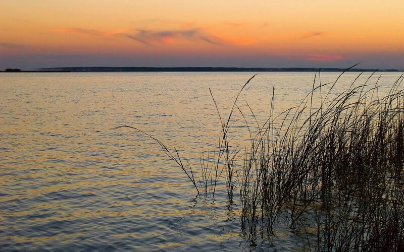 Reeds at Water's Edge