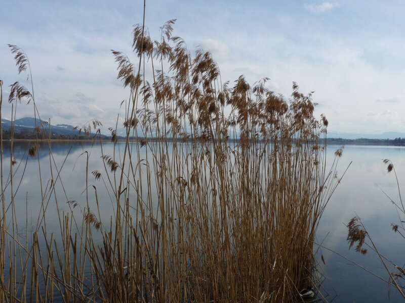 Reeds by a calm lake