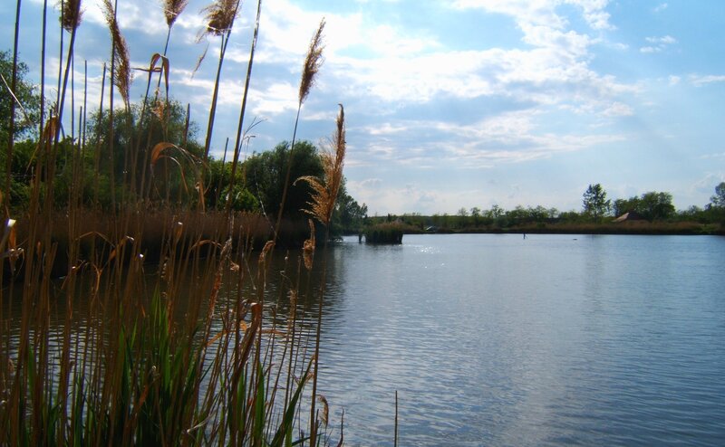 Reeds by a calm lake