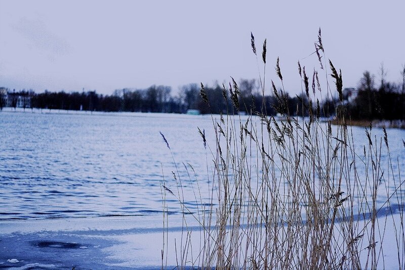 Reeds by a frozen lake