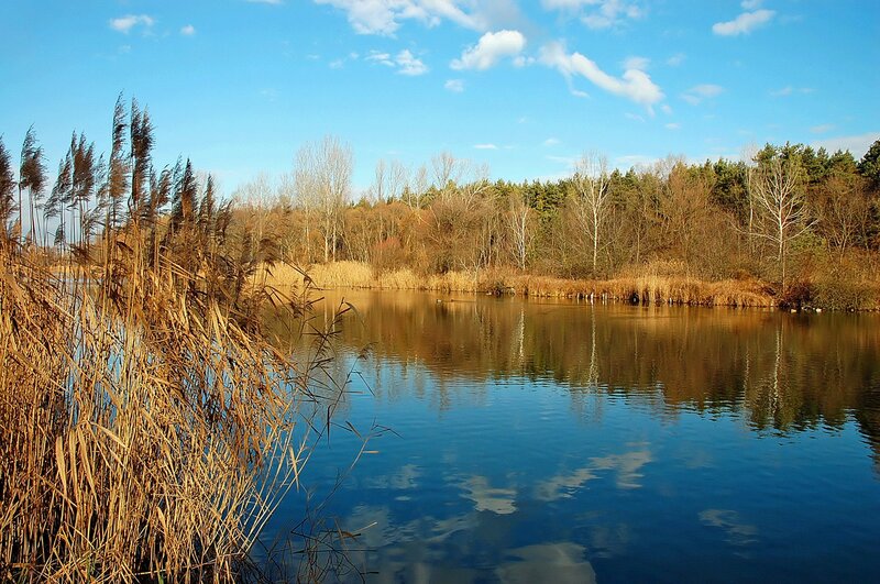 Reeds by a Lake — Blue, Serene, Autumn