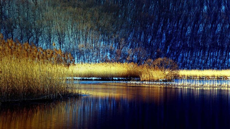 Reeds by a Lake — Blue, Serene