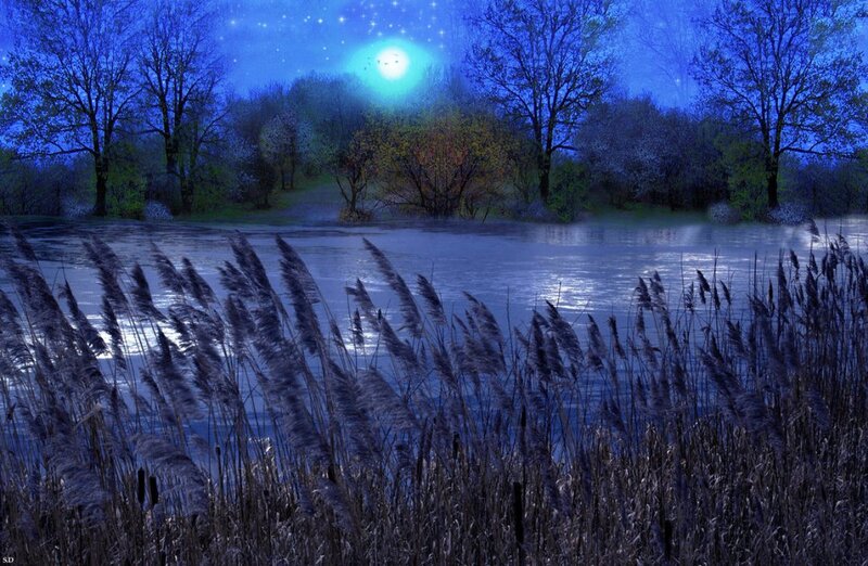 Reeds by a Lake — Blue