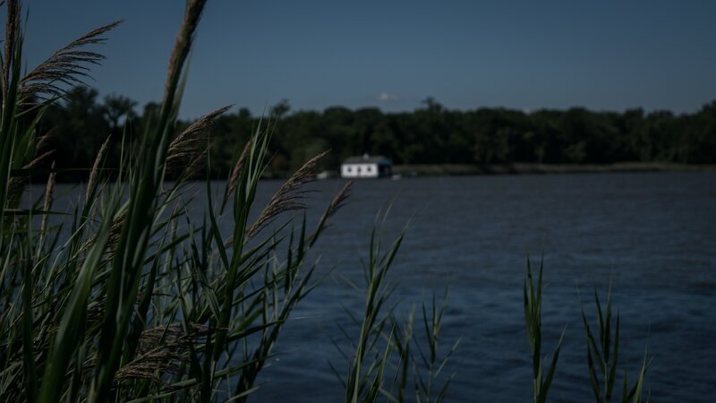 Reeds by a Lake — Green, Serene, Afternoon, Photograph