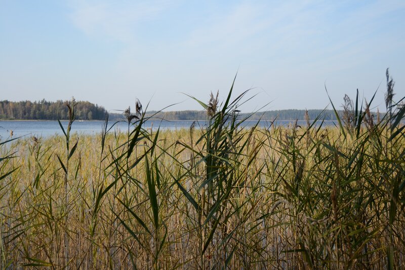 Reeds by a Lake — Green, Serene, Afternoon