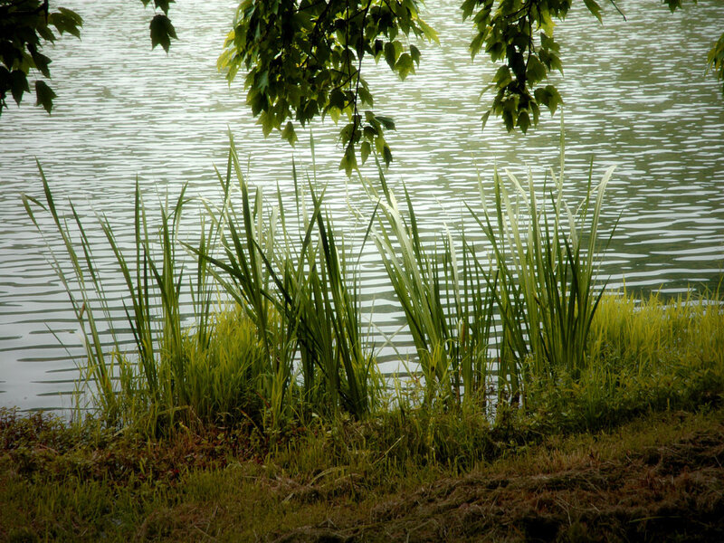 Reeds by a Lake — Green, Serene, Photograph