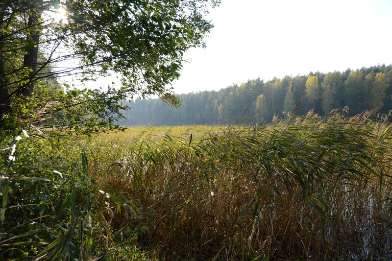 Reeds by a Lake — Green, Serene