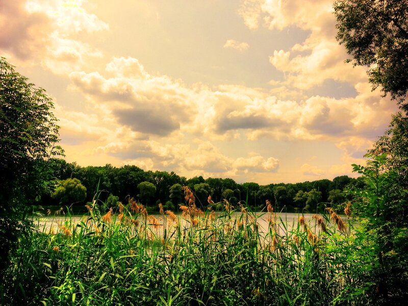 Reeds by a Lake — Green