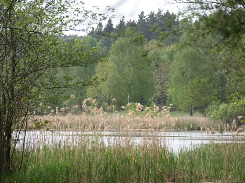Reeds by a Lake