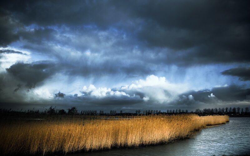 Reeds by a River