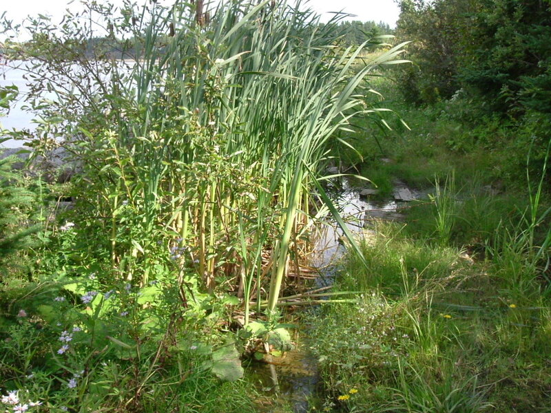Reeds by a small stream