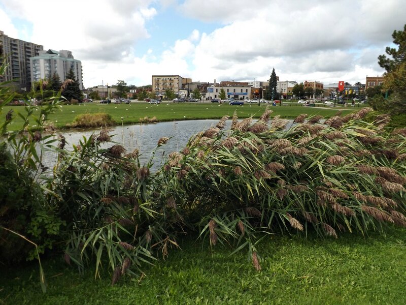 Reeds by Pond in Park