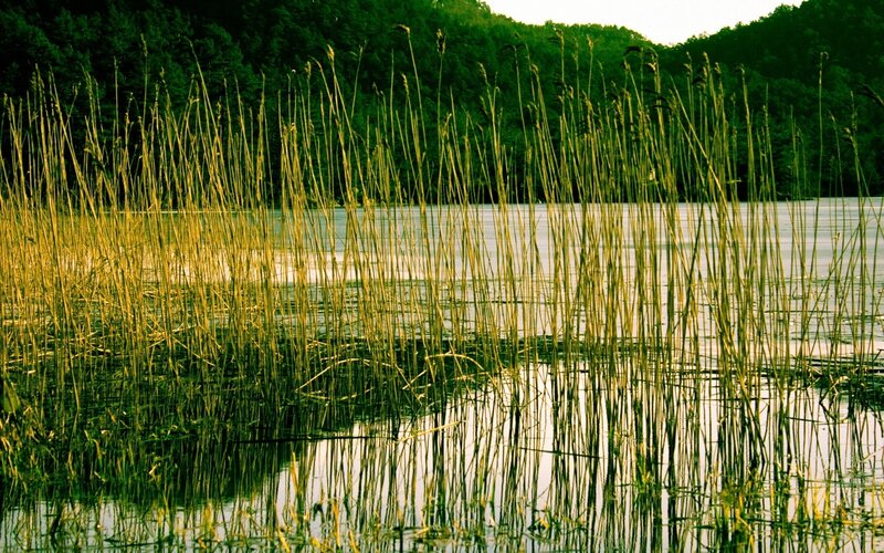 Reeds by the lake at dusk