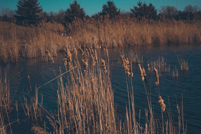 Reeds by the lake at sunset