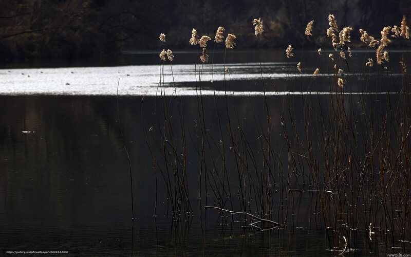 Reeds by the lake at sunset