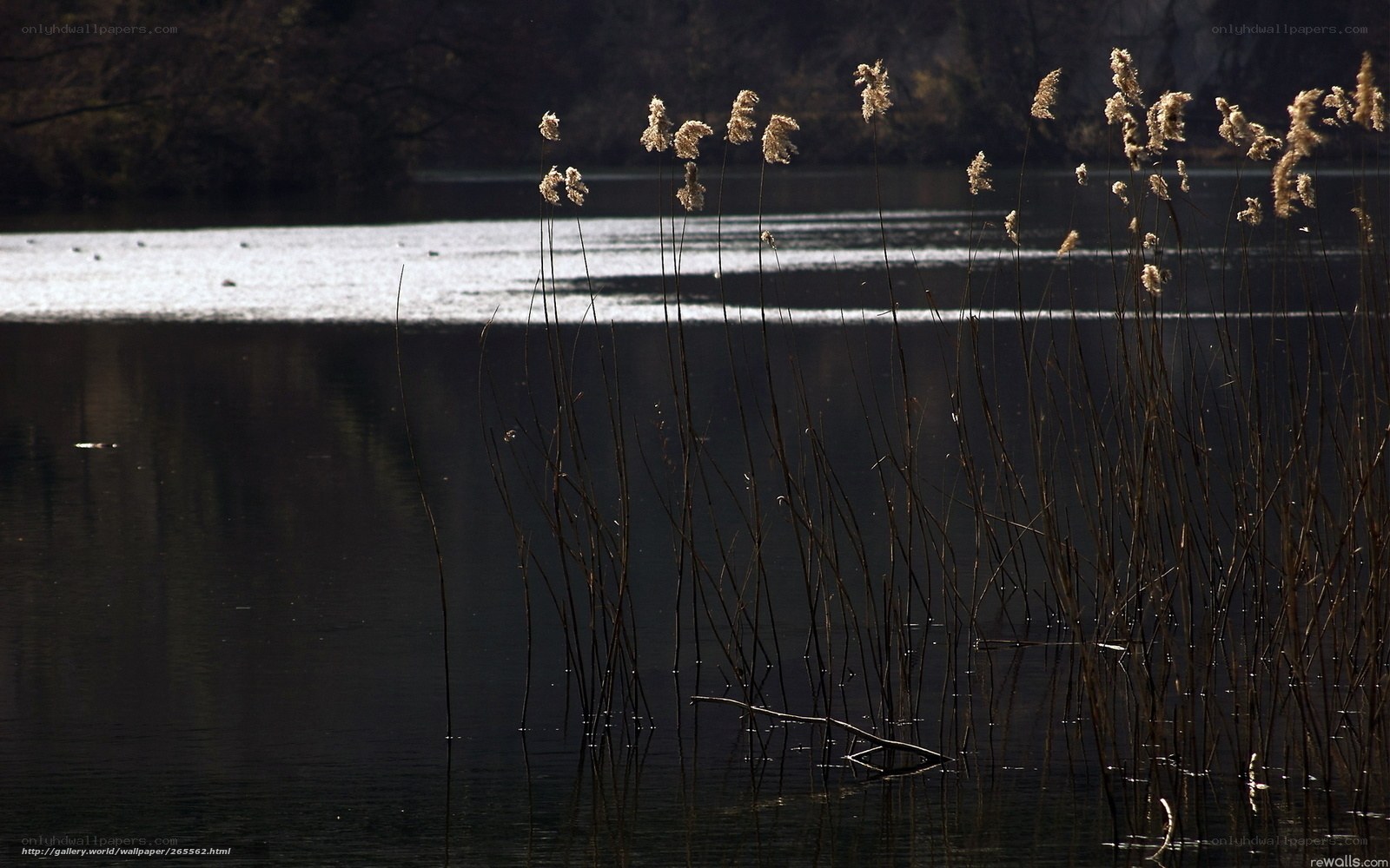 Reeds by the lake at sunset
