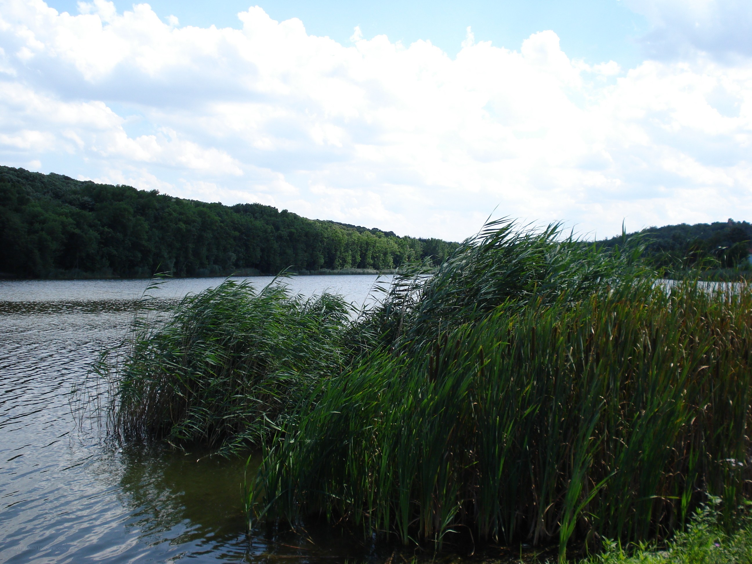 Reeds by the lake