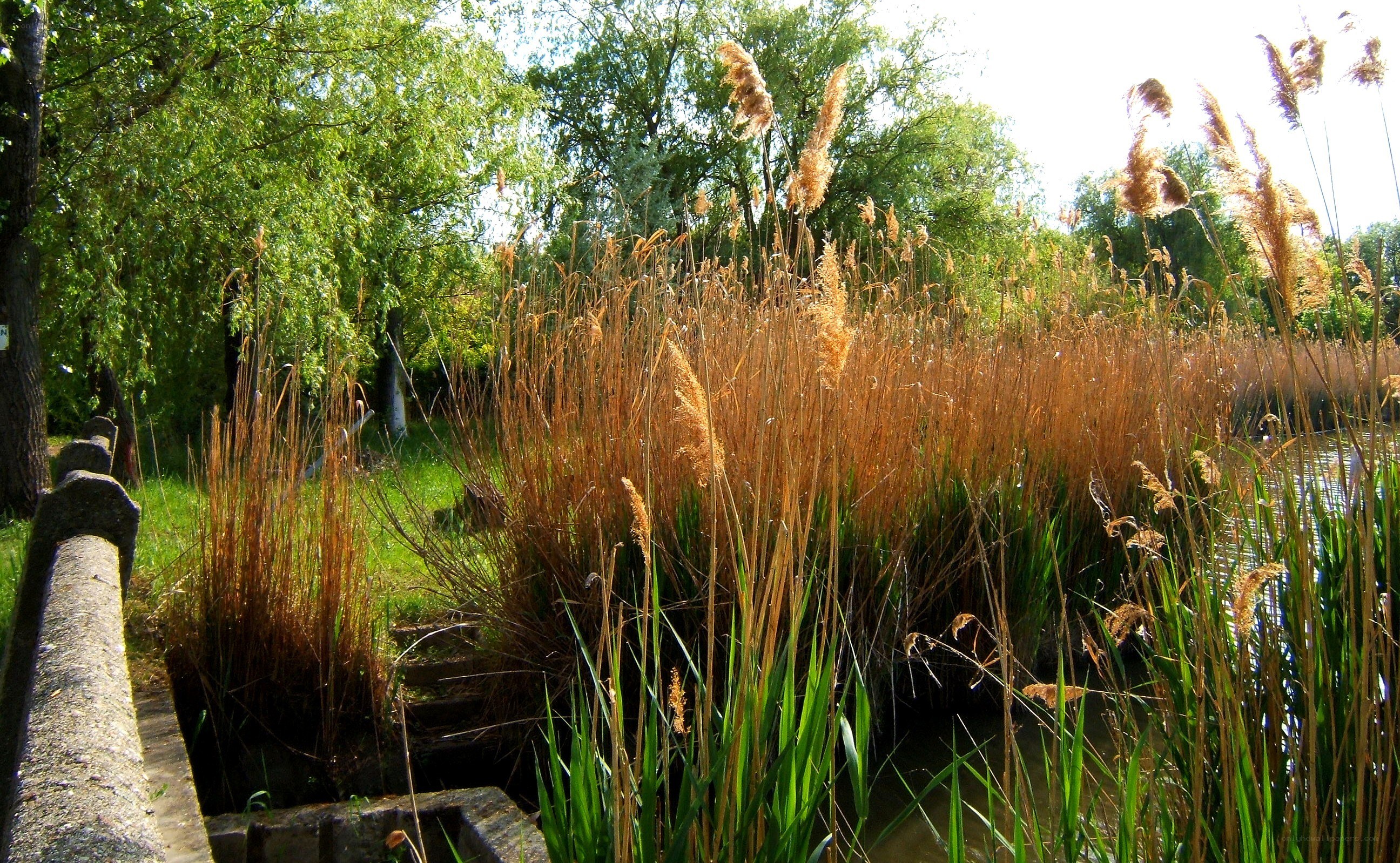 Reeds by the pond