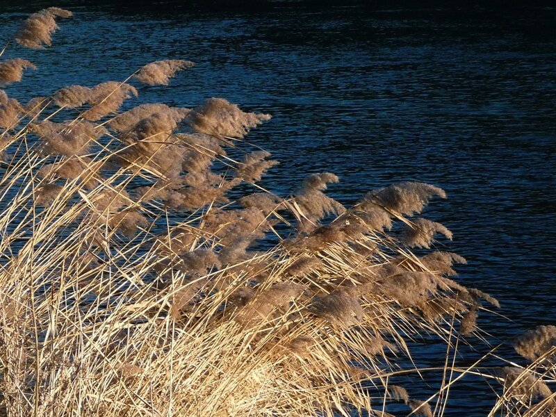 Reeds by the water