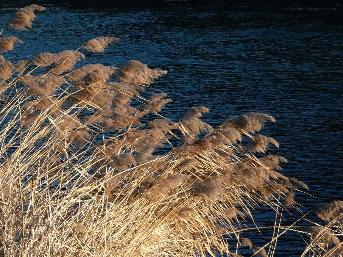 Reeds by the water