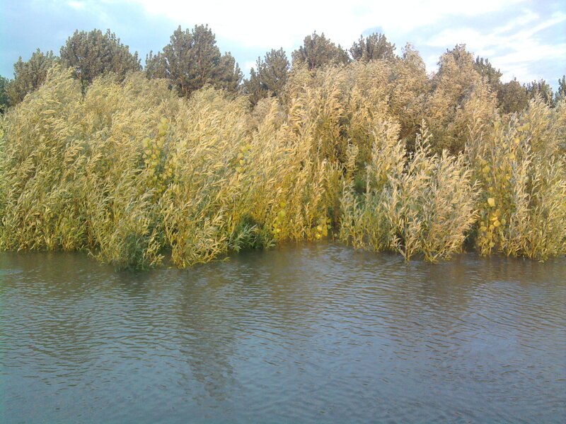 Reeds by the water's edge