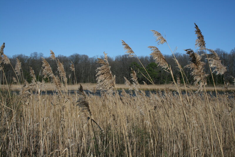 Reeds by the water's edge