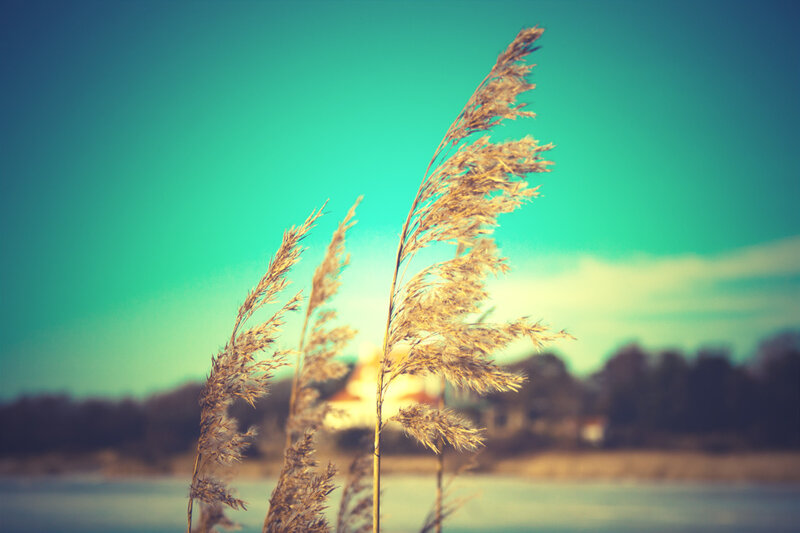 Reeds by the water