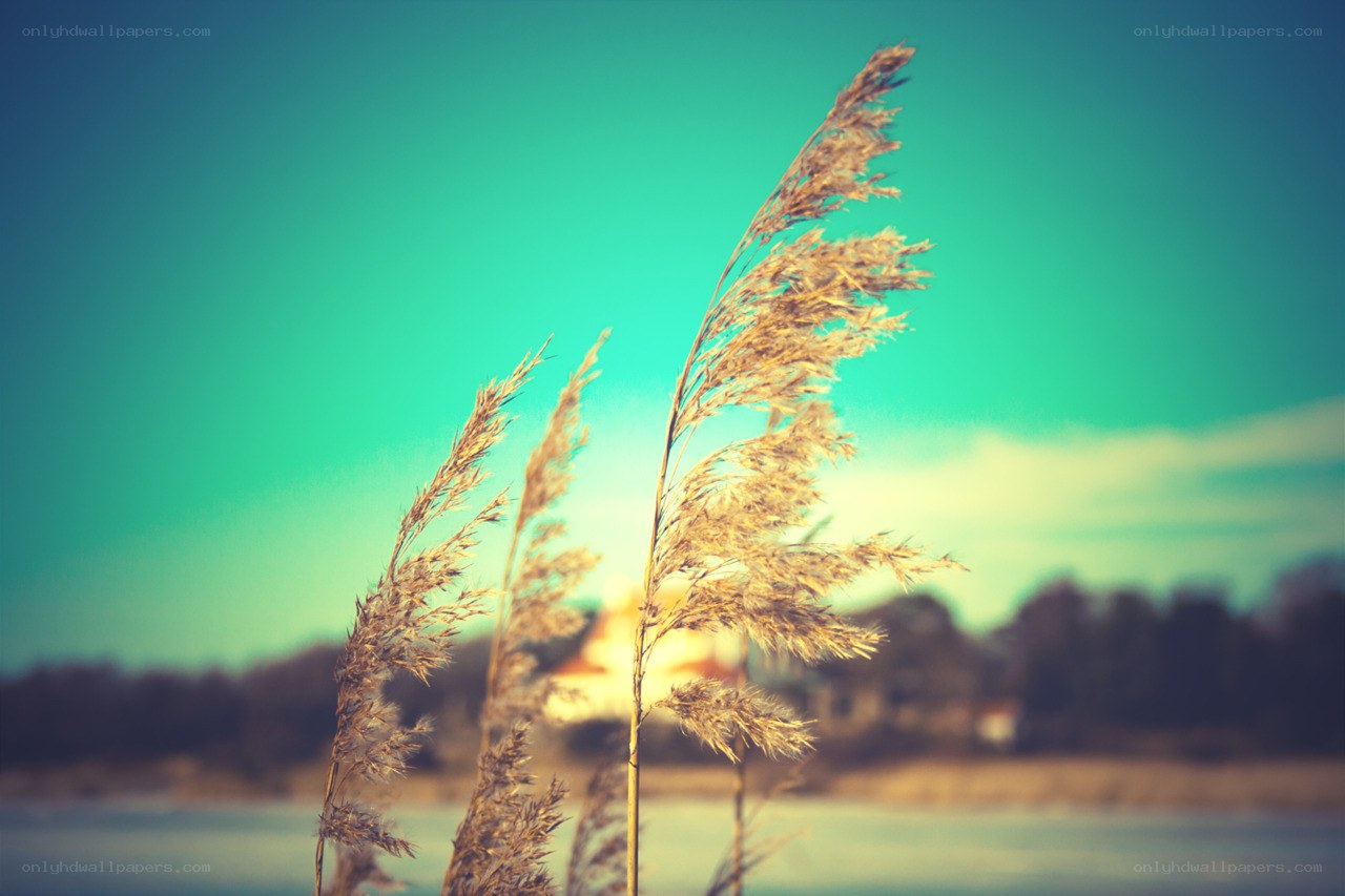 Reeds by the water