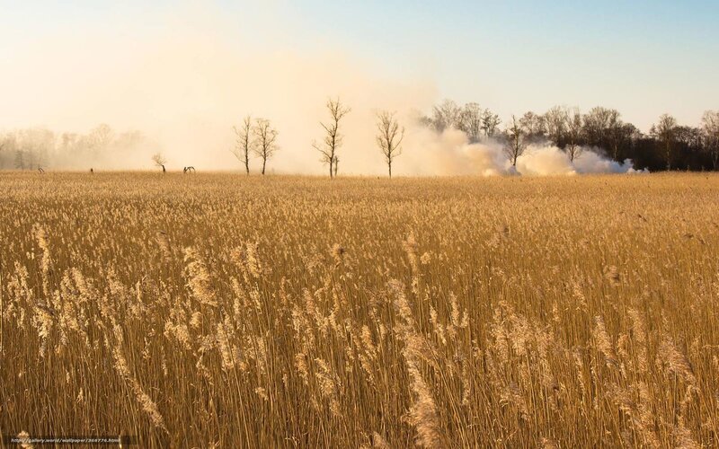 Reeds field with smoke