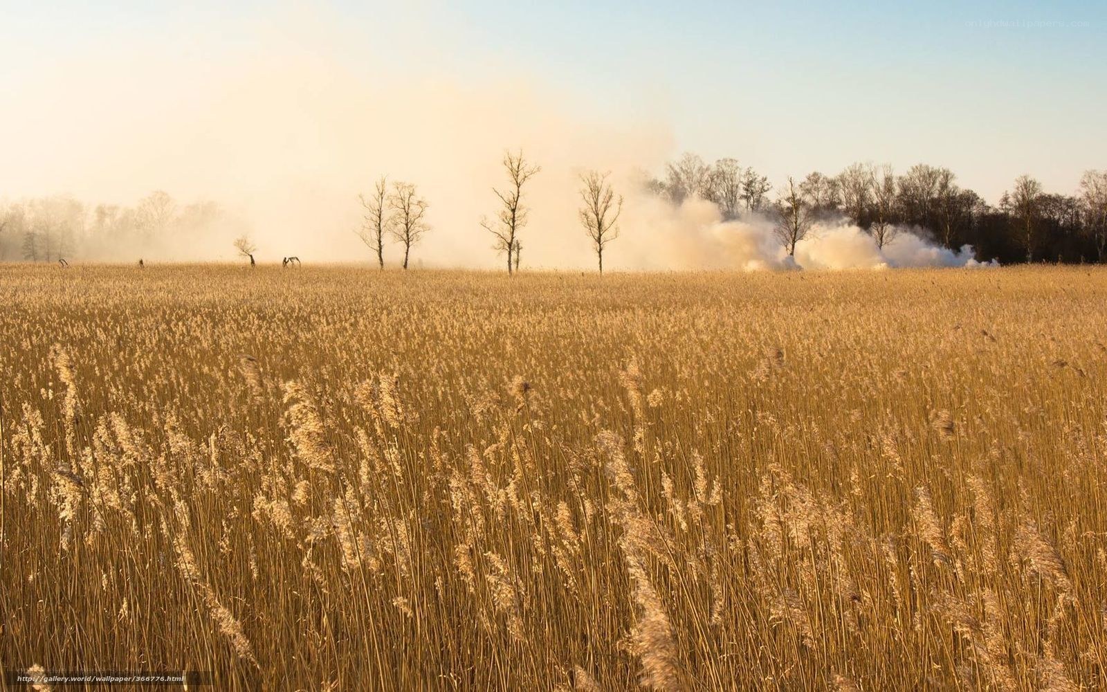 Reeds field with smoke