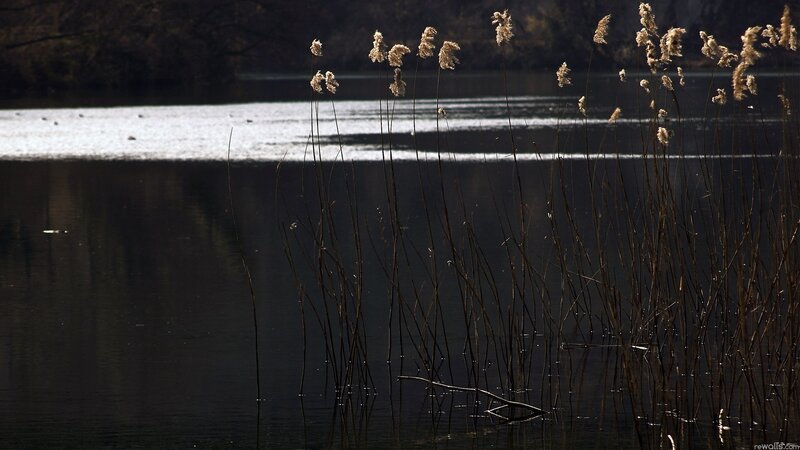 Reeds in a calm lake