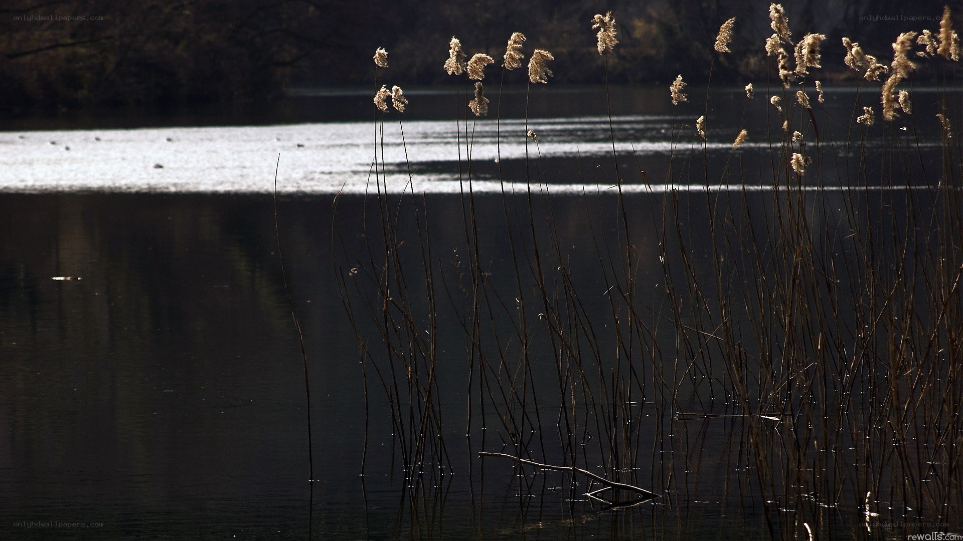 Reeds in a calm lake